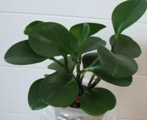  植物@豆瓣绿原来是这么来繁殖，剪个小叶片，一个叶片种一盆！