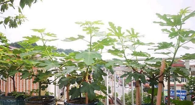 【能吃到】家中盆栽4种果树,当年结果吃到饱,闲来无事还可打造盆景观赏