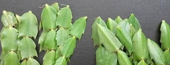 「阳光」家里养花，用这个妙招，一盆变成十盆，花盆都不够用了
