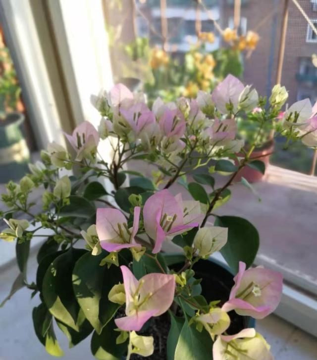  三角梅@三角梅只长叶子不开花，掌握4点，开花一簇一簇，爆满枝