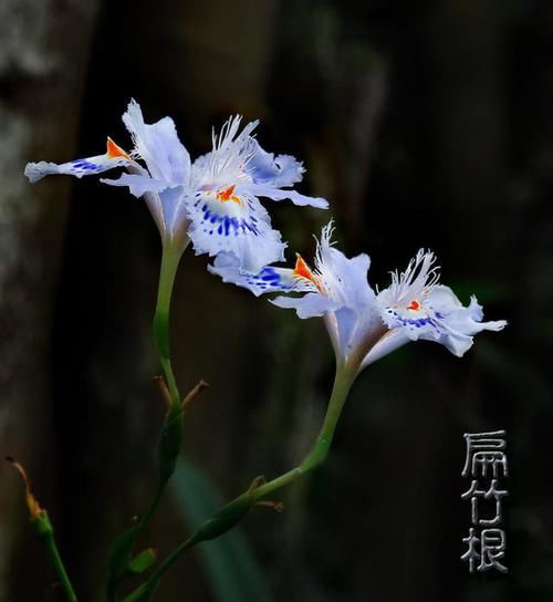  『荫蔽』扁竹根，别名蝴蝶花，生于较荫蔽而湿润的草地，花淡紫色或蓝紫色