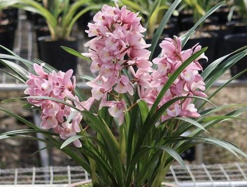 养花:想在南阳台养花,将“3个秘诀”掌握好,阳台成“花海”,美!