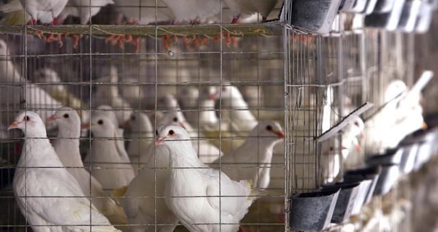  养殖场■要想在农村安心创建养殖场，这三个证件一个都不能少