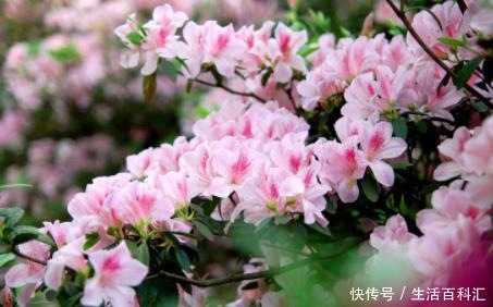  #口诀#开春养花，参考4句“口诀”，学会了花草“嗖嗖长”，不愁养不旺