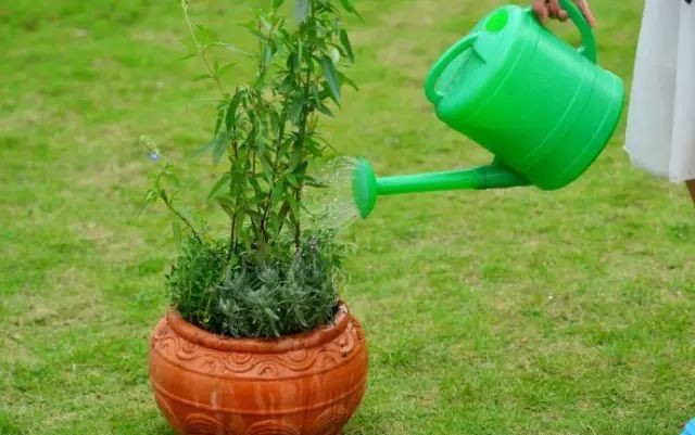  植物@你还在一盆一棵地种？达人都已经玩到这种地步啦