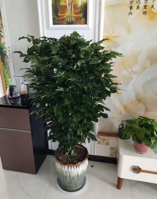  【光照】家庭客厅养护盆栽，掌握方法，绿意盎然