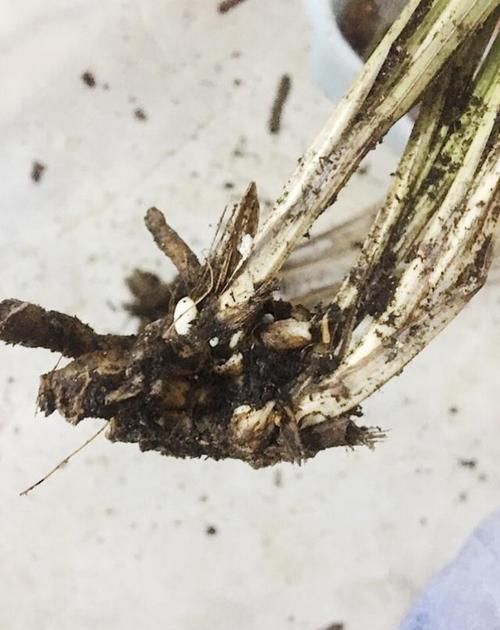  『惊喜不断』垃圾堆捡来烂根的兰花，水苔捂一捂，三个月全是水晶头，朋友羡慕