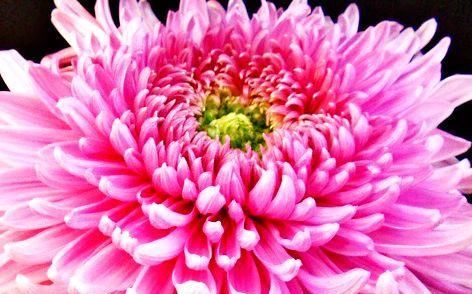 红梅■喜欢菊花,就养盆“珍稀名菊”红梅细浪,似美人娇妆,绚丽娇娆