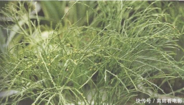  【蕨类植物】蕨类植物｜松叶蕨是不是濒危物种如何栽培养护