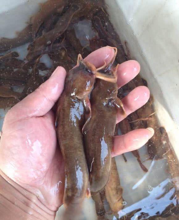 这是鱼吗？广西深山，山洞里捕获一种“肉虫子”，老乡：几百一斤