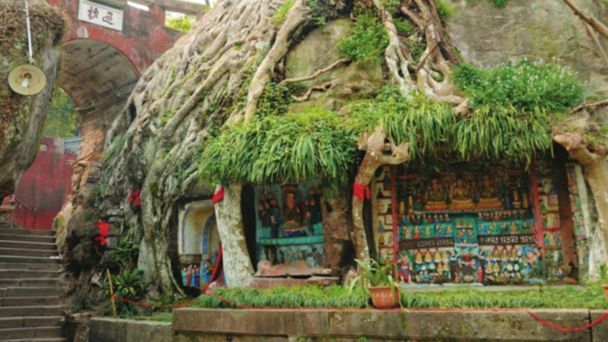 四川有棵千年古榕树，树根下藏着上千尊佛像，被工匠无意发现