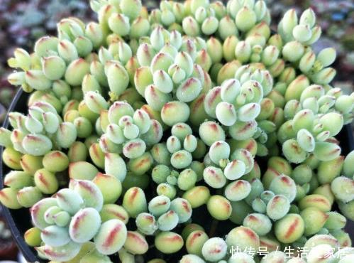  【鹿角海棠】夏季养多肉有门道，5种多肉一断水就“阵亡”，可别粗心大意！