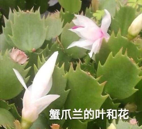  假昙花的花■如何区别蟹爪兰，假昙花和叶仙这三种绿植盆栽？