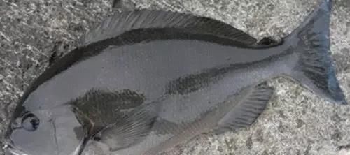  「东山叫红」46种海钓常见的鲷类鱼，最后一种高价的鱼原来也是鲷鱼，才知道