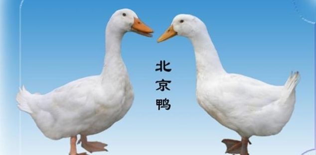 「中国」中国十大有名乡村土鸭