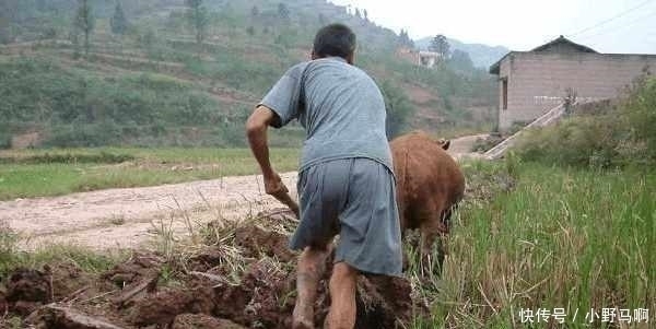  「罂粟」注意，农村3样东西已禁止种植，违者罚款入刑农民要避免