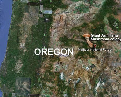 世界上最大的生物是什么?既不是蓝鲸也不是巨