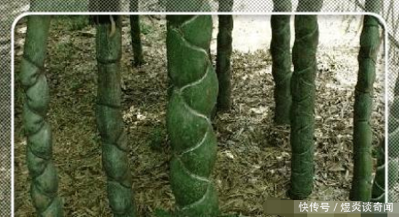 男子上山砍竹,发现竹子十分奇怪,专家鉴定后男子开心坏了,网友：