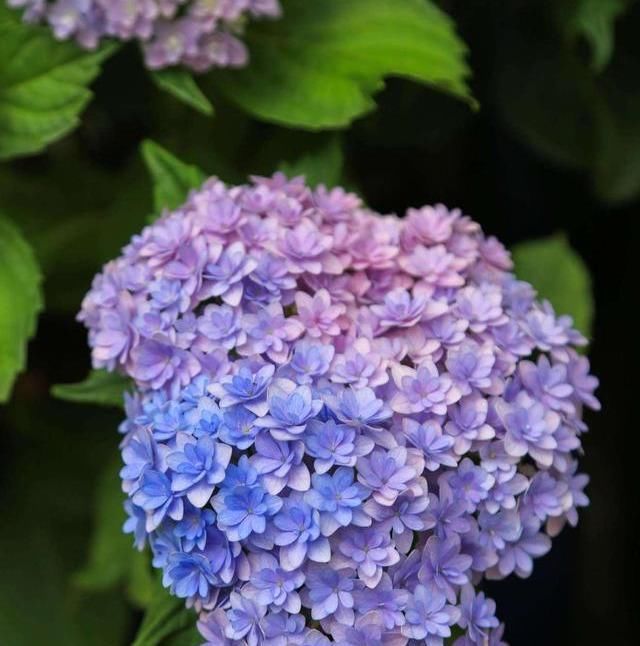  『花手鞠开花』绣球中的“战斗鸡”，重瓣花手鞠，一个花头2个大，比无尽夏还牛