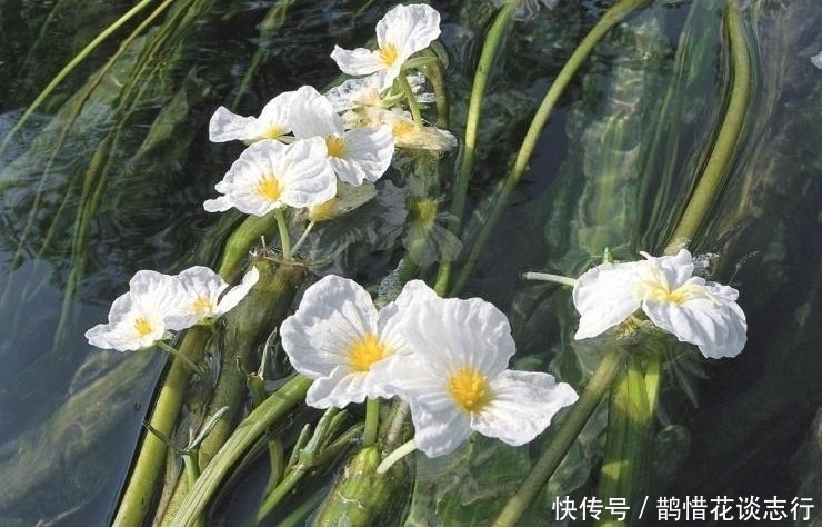  植物@农村最娇贵的野菜，连化肥都不能用，曾多到喂猪，如今成保