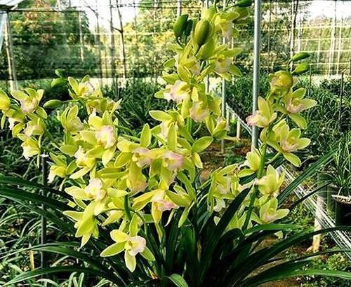 「品种」它是“香花之首”,花香浓郁,花色艳丽,几块钱就能买一盆