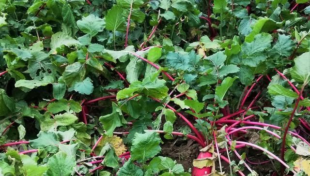  【生长周期】农民种植一种蔬菜，生长周期60天，亩产6000斤，能