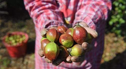  油茶籽油■农村这种树结果20斤，含油量达到59％，用它榨出的油60一斤