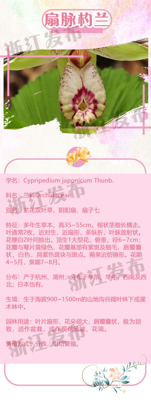  一家人：这些姿态各异的野花原来是“一家人”