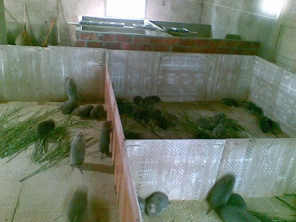  #全身#因爱吃竹子而得名，全身都是宝，胡须价值最高4万元一公斤