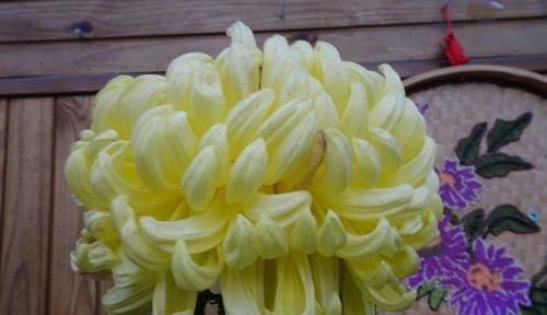  「珊瑚果冻」喜欢玫瑰，不如养盆“国华系列”国华典礼，花开妖娆，高贵优雅！