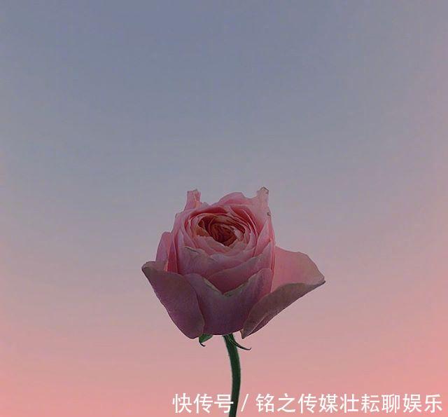  #好运#「晚安」再等等，花都开好了，你的好运也快来了