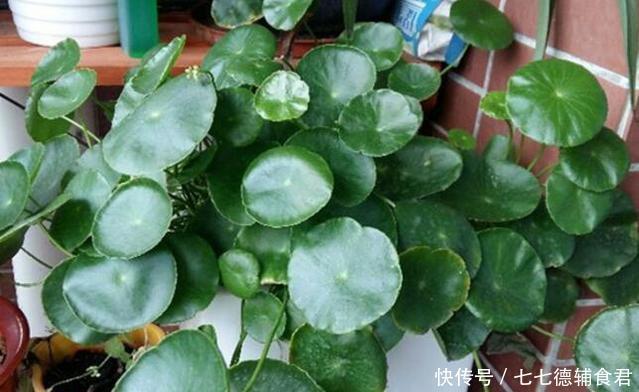 「天向它的叶」这“5种”花,秋天多多喂点“水”,生长呈现“爆发”式,忒旺了