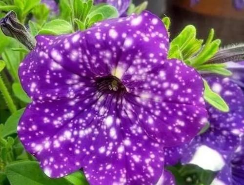 枝条■浪漫星空矮牵牛,花朵如梦幻星空,春天养一盆吧!太美了!