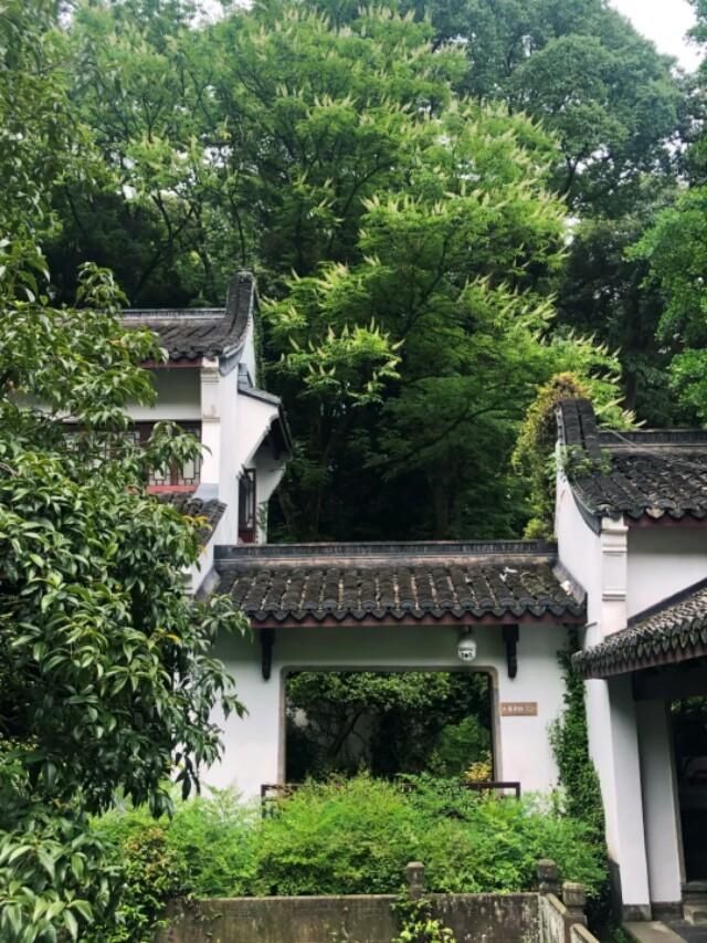  『翠色』翠色参天叶七出，这样的虎跑清新又灵动~