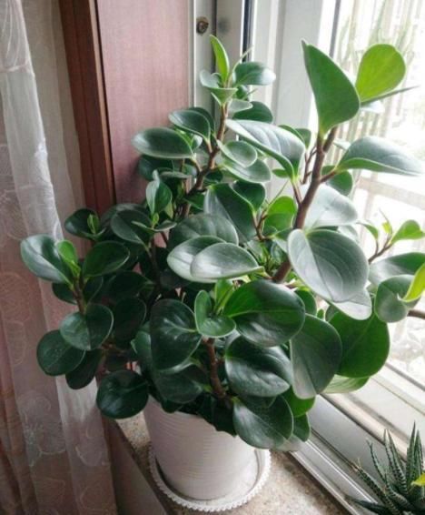 『此种』此种绿植堪称'二手烟的克星',修剪勤冒芽快,1根枝条变1盆