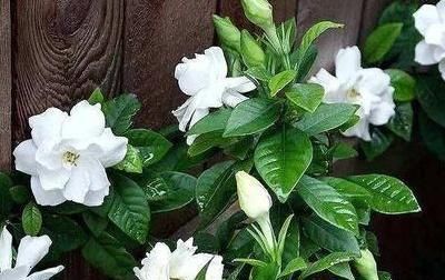  「栀子花」栀子花叶子发黄有黑斑怎么办