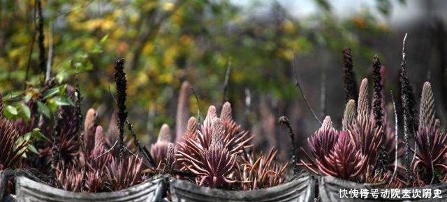 农村这一野生多肉植物，长在屋顶，有很多用处，现在几乎见不到了