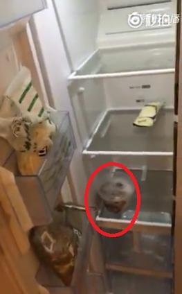 刘昊然微博晒自家冰箱，这也太凄凉了，不过粉丝都说他骗人咋回事