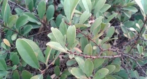  果实■山上这种野果名为“入地龙”，酸甜可口，以前常见，现在越来越少