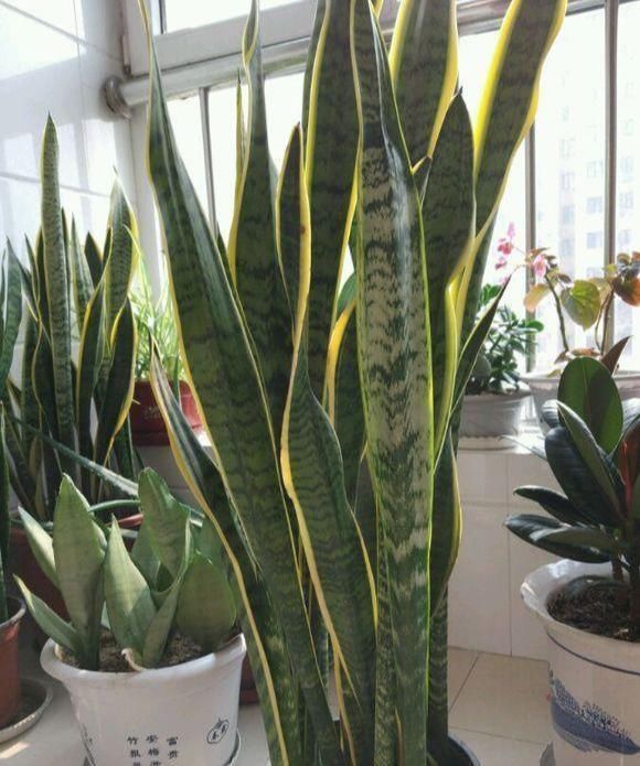  「养护」卫生间里适合养哪些植物？