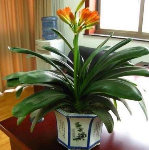  『变得越来越富贵』富人除了“三种”花，啥花都可以不养，怪不得越来越“富贵”！