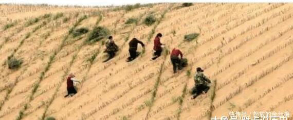  【水土流失】这个“沙漠之都”，已经改成了“沙漠绿洲”，没有