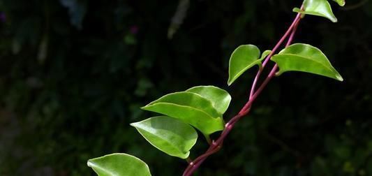  「可种」农田路边普通的野草，人工栽培亩产8000斤，20元一斤，农民可种？