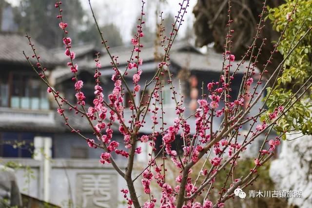 汉中青木川，油菜花已经开了!