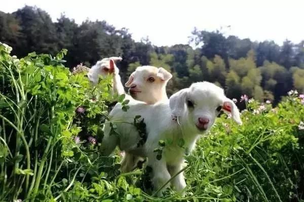 他在杭州打造了一个全中国最美的猪圈！纽约时报都报道了