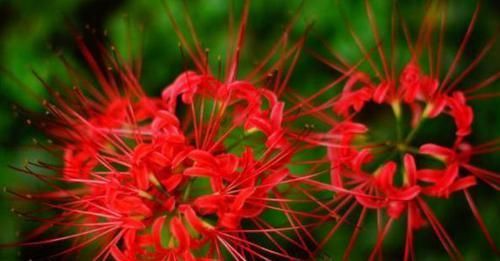  「优美」喜欢菊花，不如个“花卉珍品”曼珠沙华，花开如烈焰，大气优美！