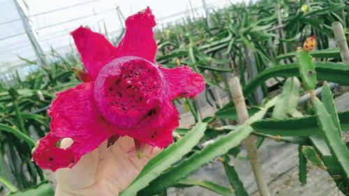 嘉善西塘95后小伙当起现代“新农民”