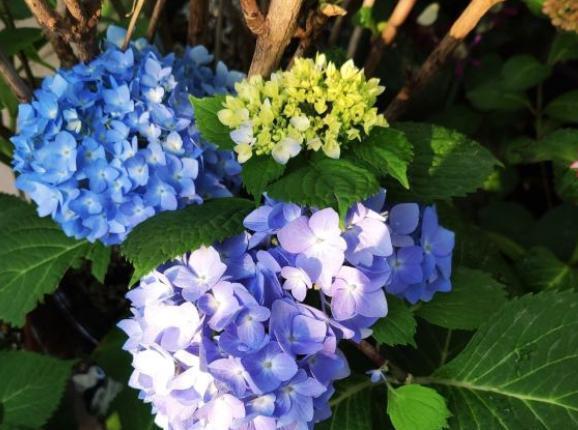 「呼呼」买到小苗绣球花,多做几个“小动作”,呼呼爆侧芽,来年变花球