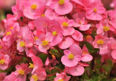  [四季海棠]养花就养此款花，开花绚丽花期长，分分钟爆盆