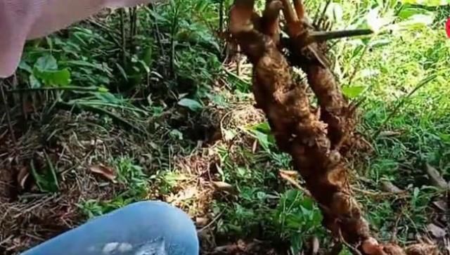  「野味」长在泥土里的野味，农民挖了好久才看到，一长一短你们